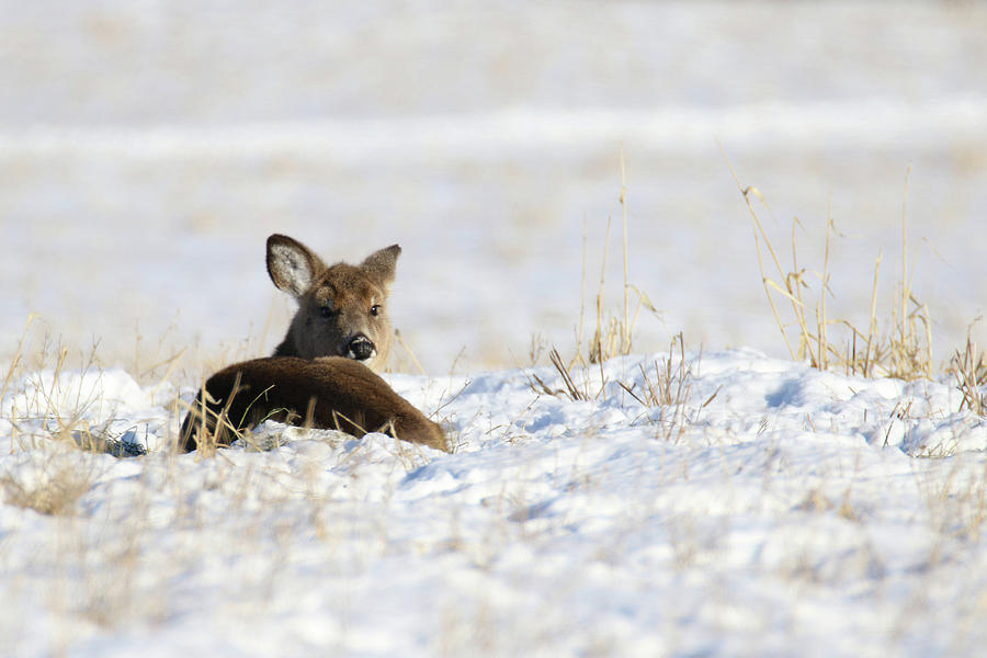 Bedded Fawn In Snowy Field Photograph by Brook Burling