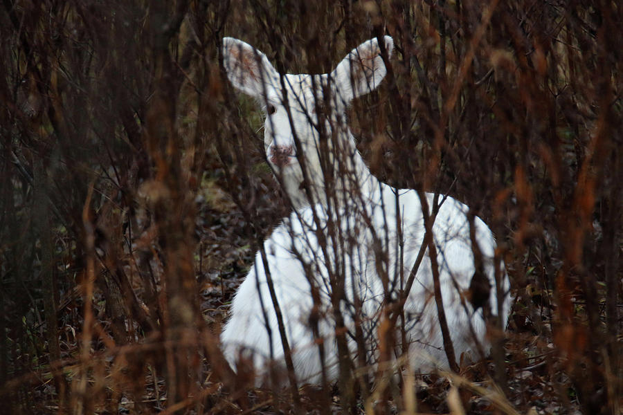 Bedded White Doe Photograph by Brook Burling
