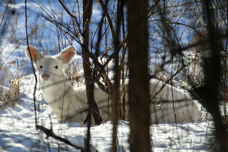 Bedded White Doe In Snow Photograph by Brook Burling