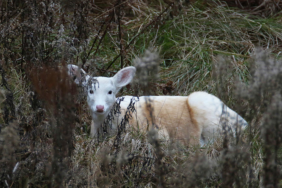 Bedded White Fawn Photograph by Brook Burling