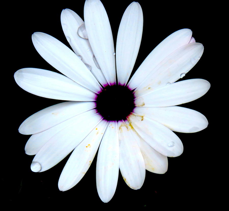 Bedewed daisy Photograph by Gordon Castle | Fine Art America