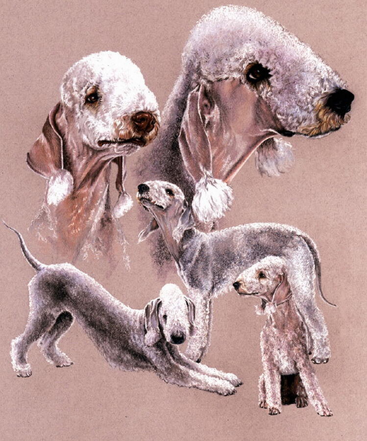 Bedlington Terrier Collage Drawing by Barbara Keith