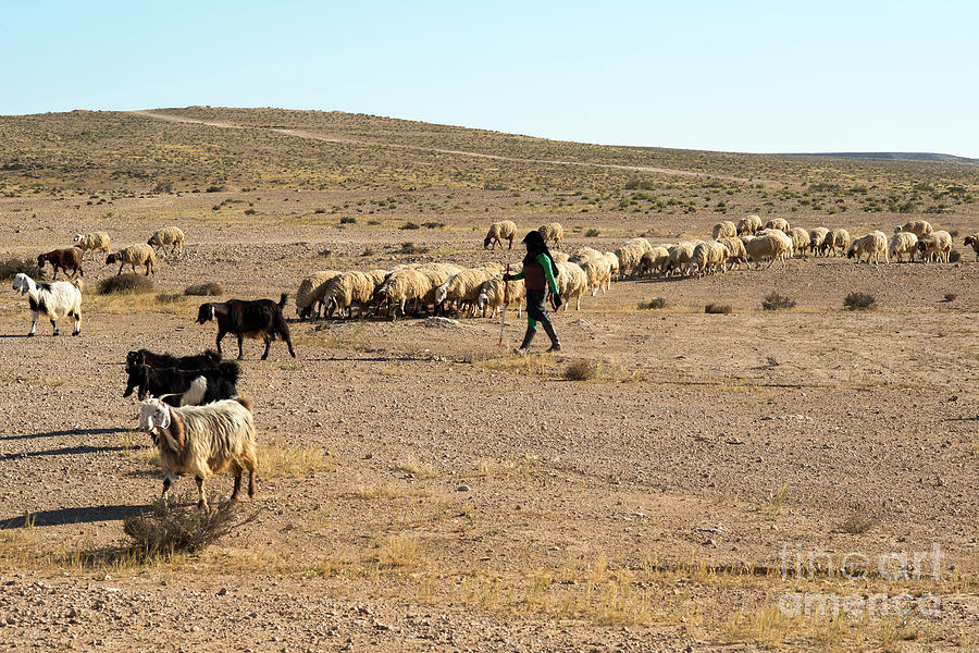 Bedouin shepherd and her herd sheep Photograph by Ezra Zahor