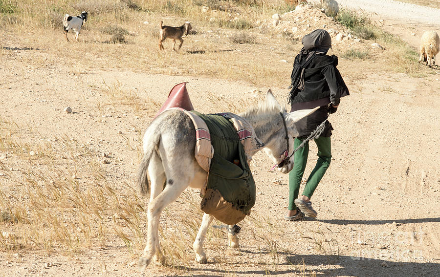 Bedouin shepherd with a donkey  Photograph by Ezra Zahor
