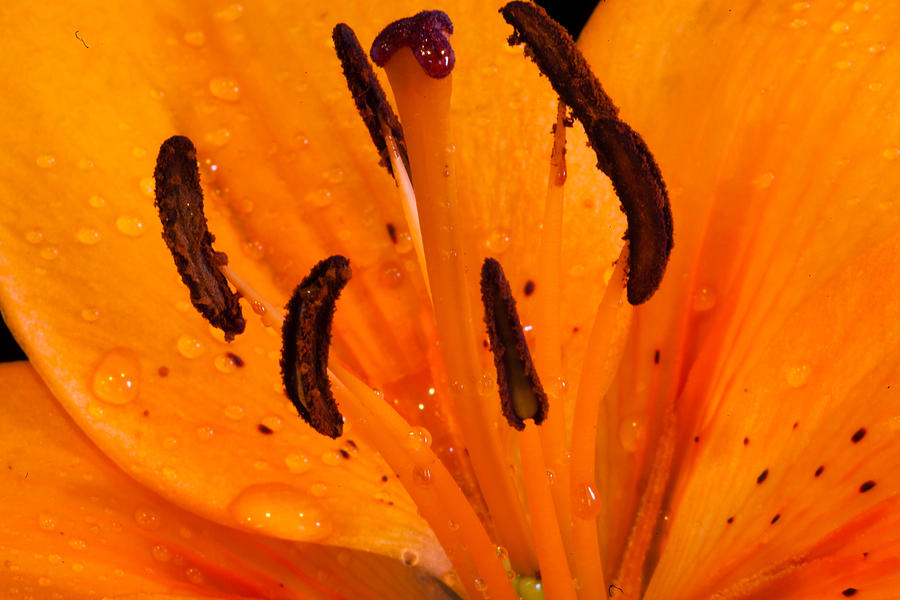Bedraggled Beauty in Orange Photograph by Judy Wright Lott
