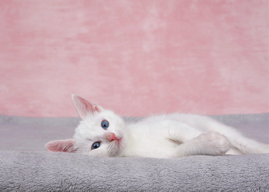 Bedtime Kitten Photograph by Sheila Fitzgerald