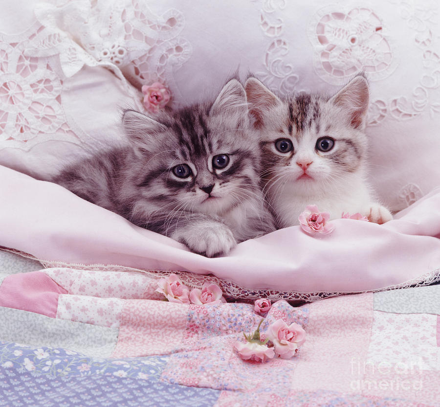 Bedtime Kitties Photograph by Warren Photographic
