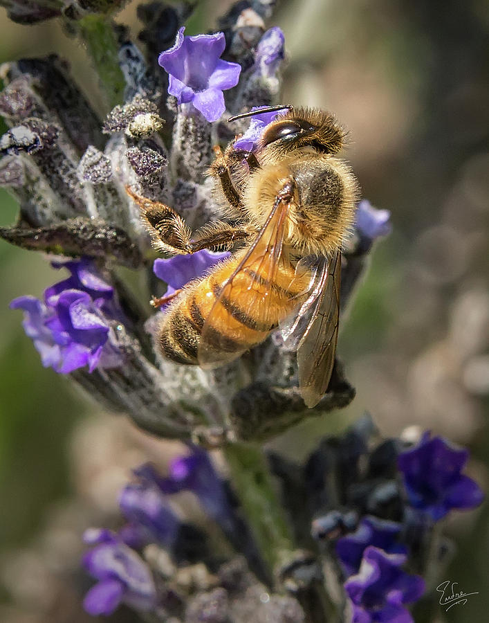 Bee 4 Photograph by Endre Balogh