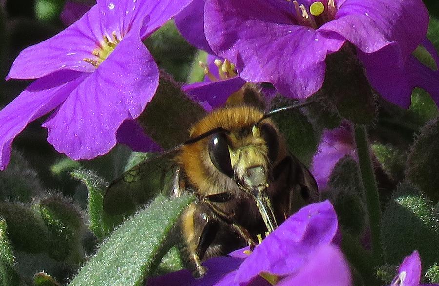 Bee Amongst Purple Flowers Photograph by John Topman