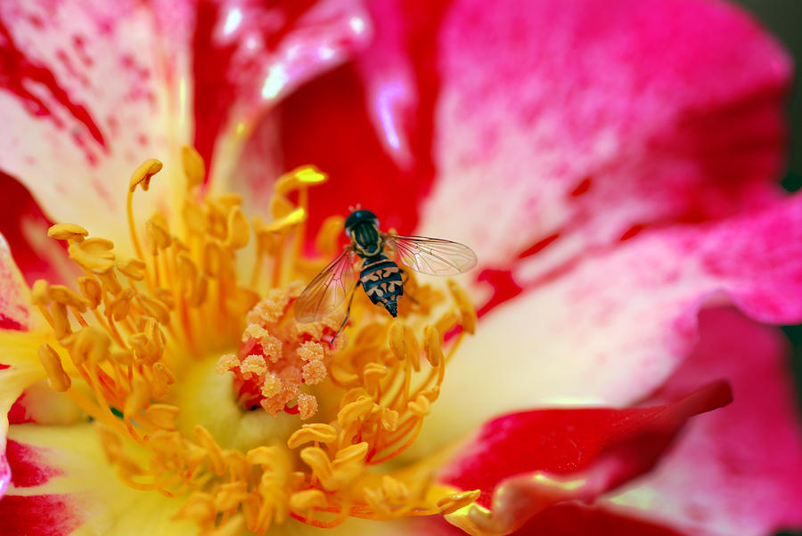 Bee and Bee Photograph by Don Wright