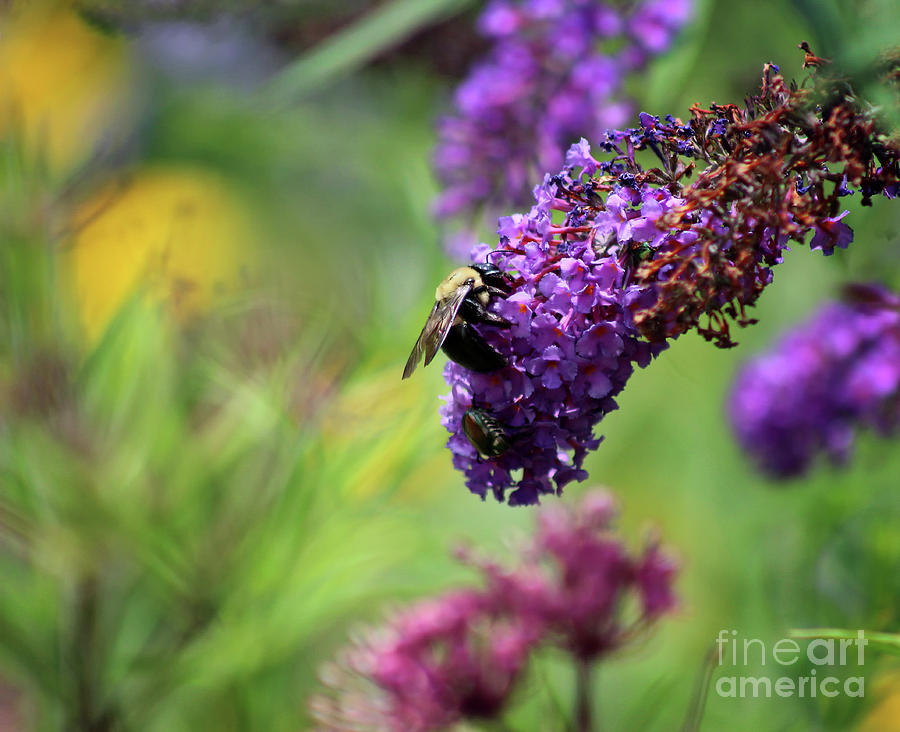 Bee and Beetle Brunch Photograph by Karen Adams
