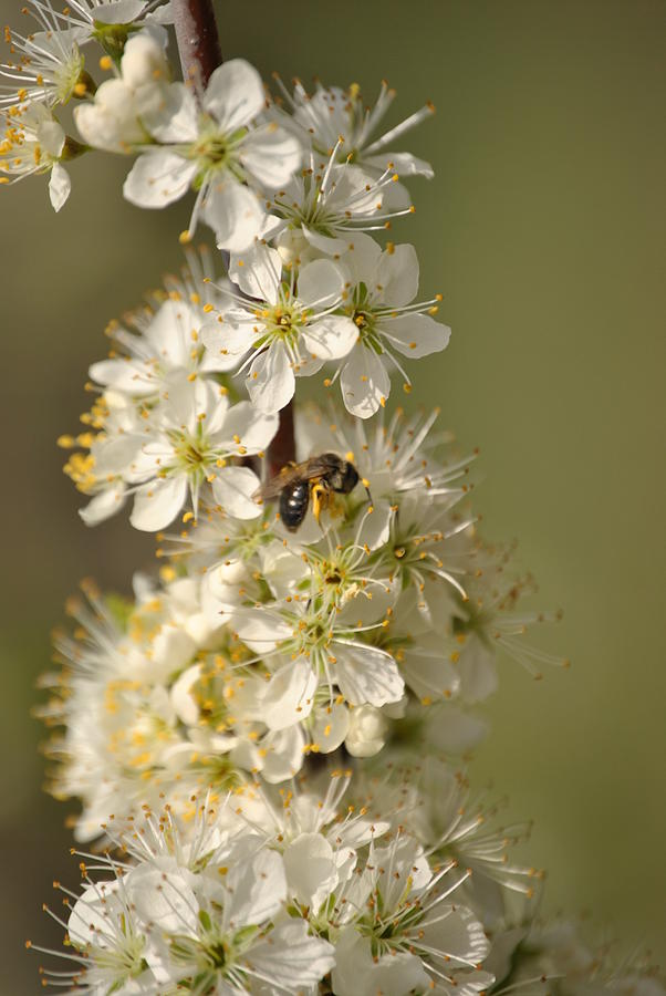Bee and Blossoms Photograph by Eric Liller