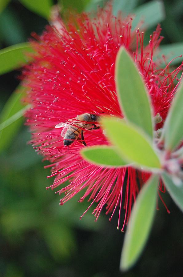 Bee and Bottle Brush Photograph by Jean Booth
