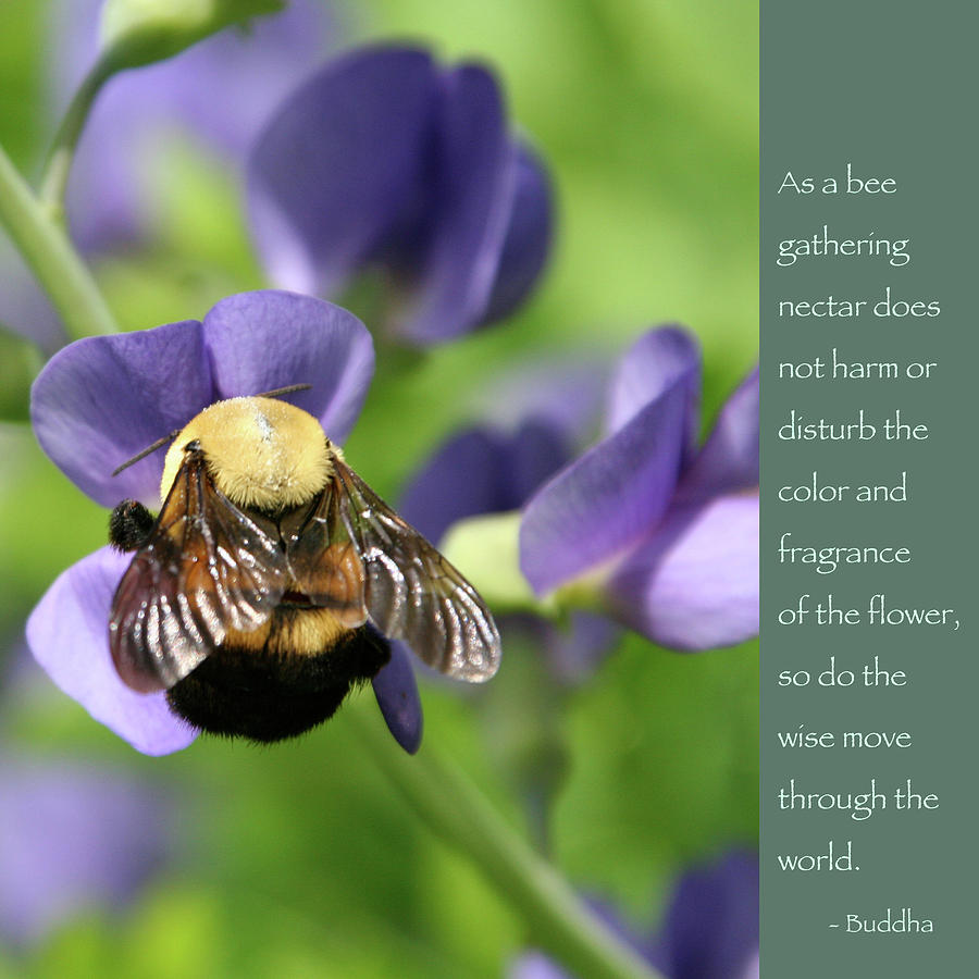 Bee and Budda Quote 2 Photograph by Hermes Fine Art