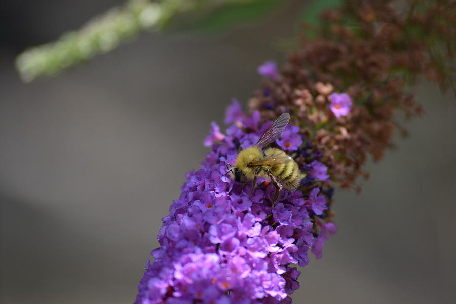 Bee and Butterfly Bush Photograph by Nicholas Trietsch - Pixels