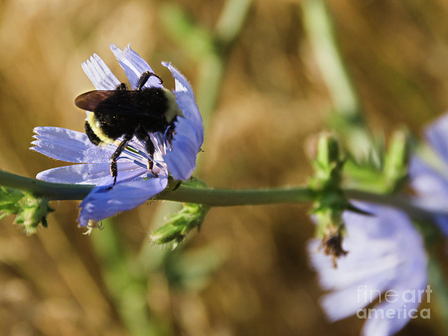 Bee and Chicory  Photograph by Mellissa Ray