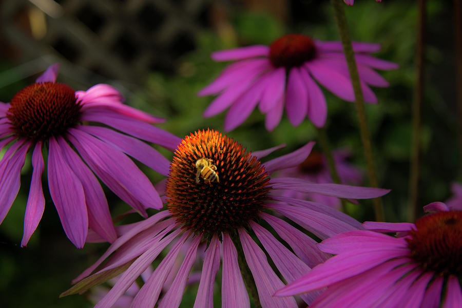 Bee and Coneflower Photograph by Doug Scrima