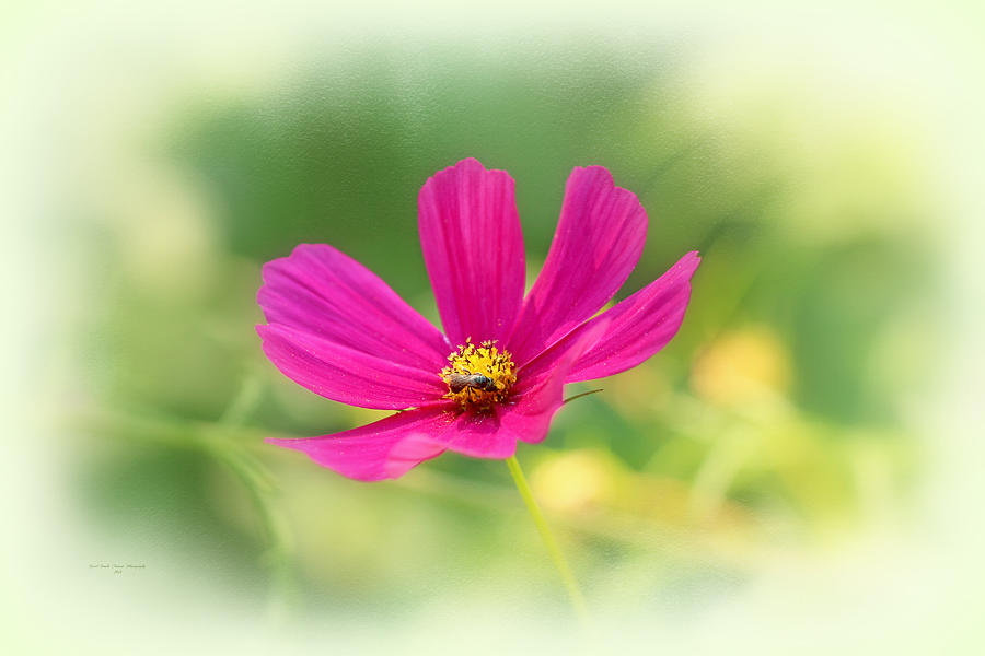 Nature Photograph - Bee and Cosmos by Carol Senske
