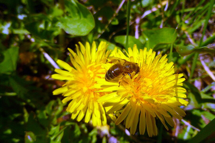 Bee and dandelion Photograph by Jean Evans