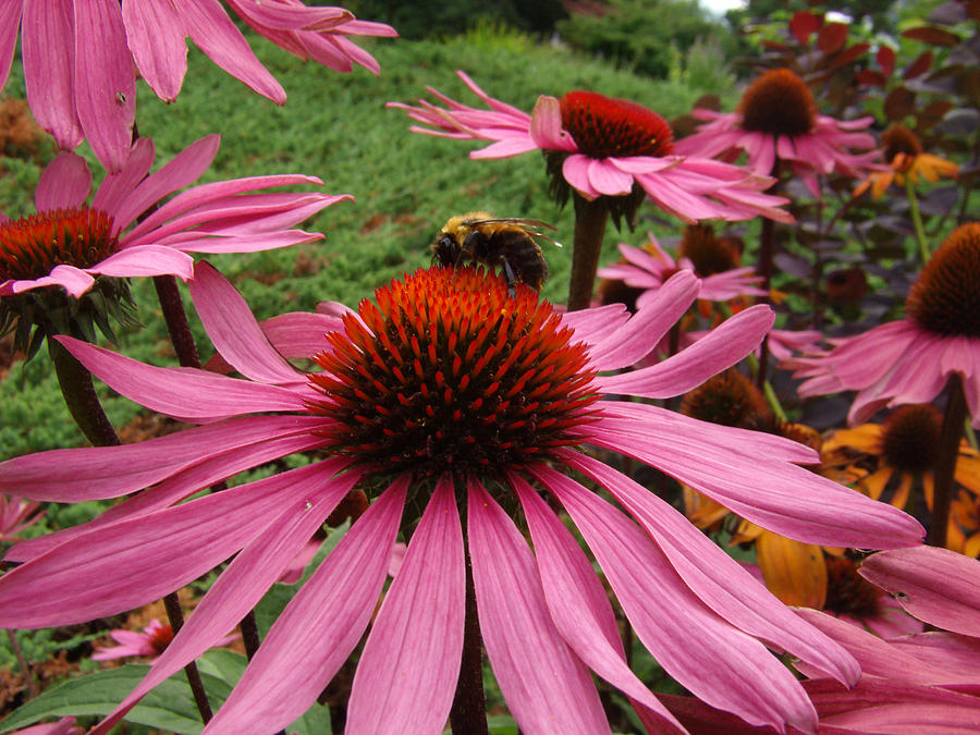 Bee and Echinacea Photograph by Nicole I Hamilton