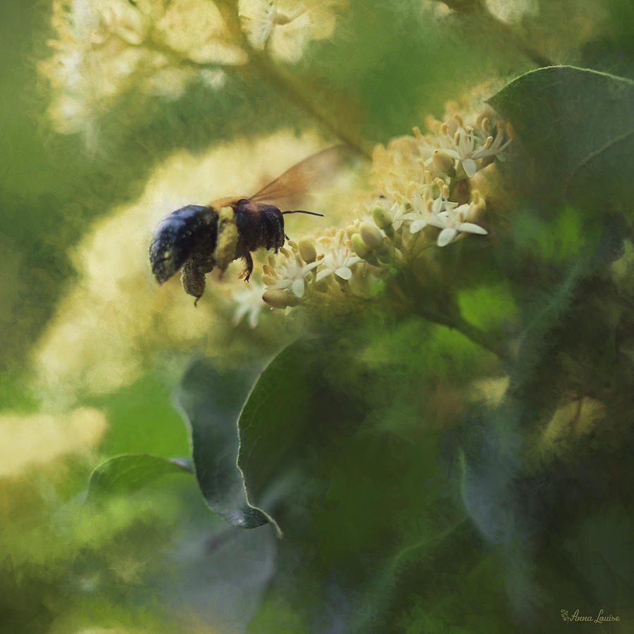 Bee and Elderberry Photograph by Anna Louise