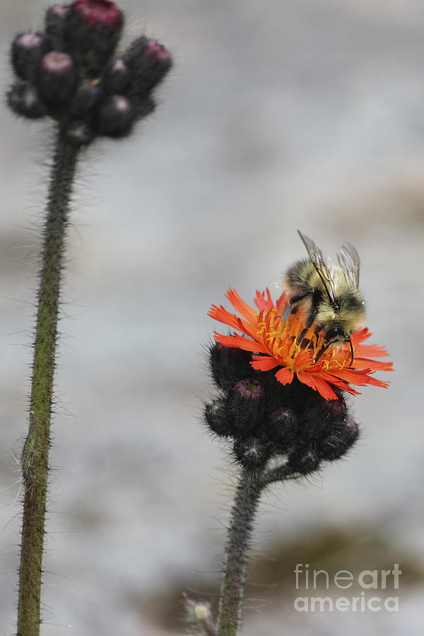 Spring Photograph - Bee and Hawkweed 2 by Carolyn Brown