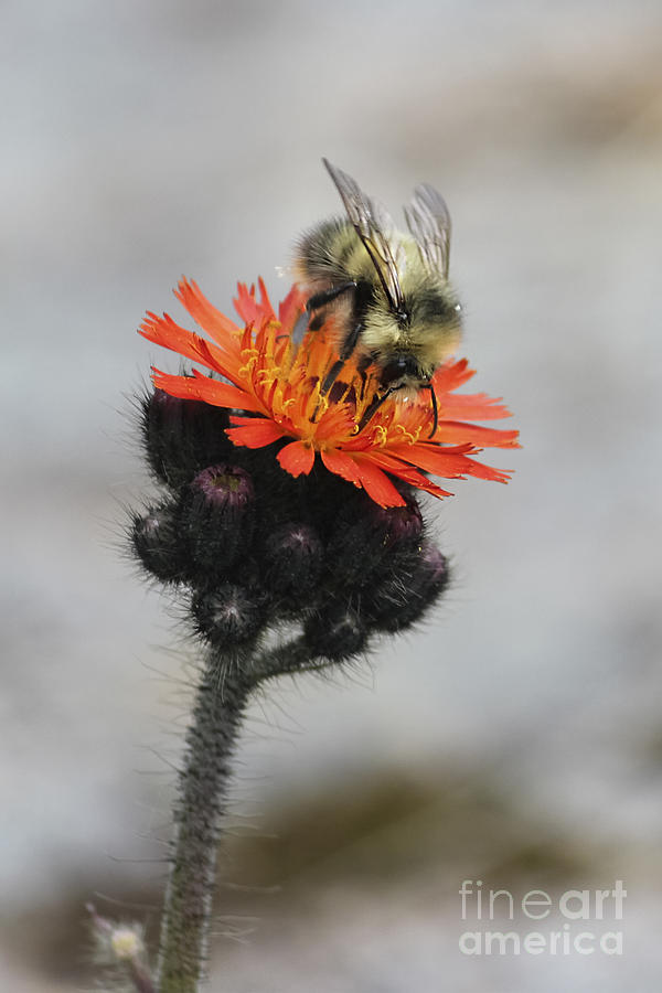 Spring Photograph - Bee and Hawkweed by Carolyn Brown