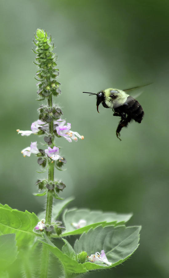 Bee and Holy Basil by Stamp City