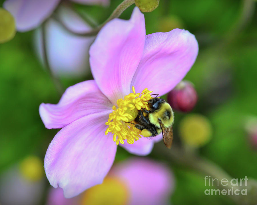 Bee and Japanese Anemone Photograph by Kerri Farley