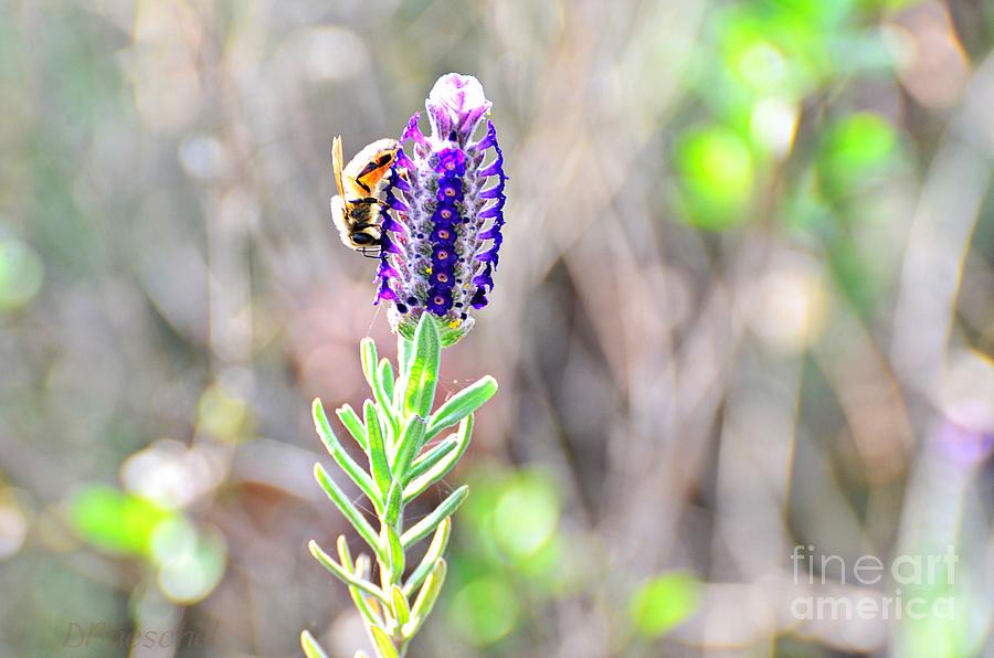  Bee and Lavender Photograph by Debby Pueschel