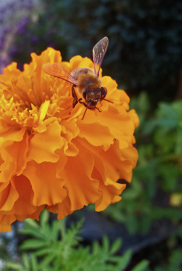 Bee and Marigold Photograph by Harold Zimmer