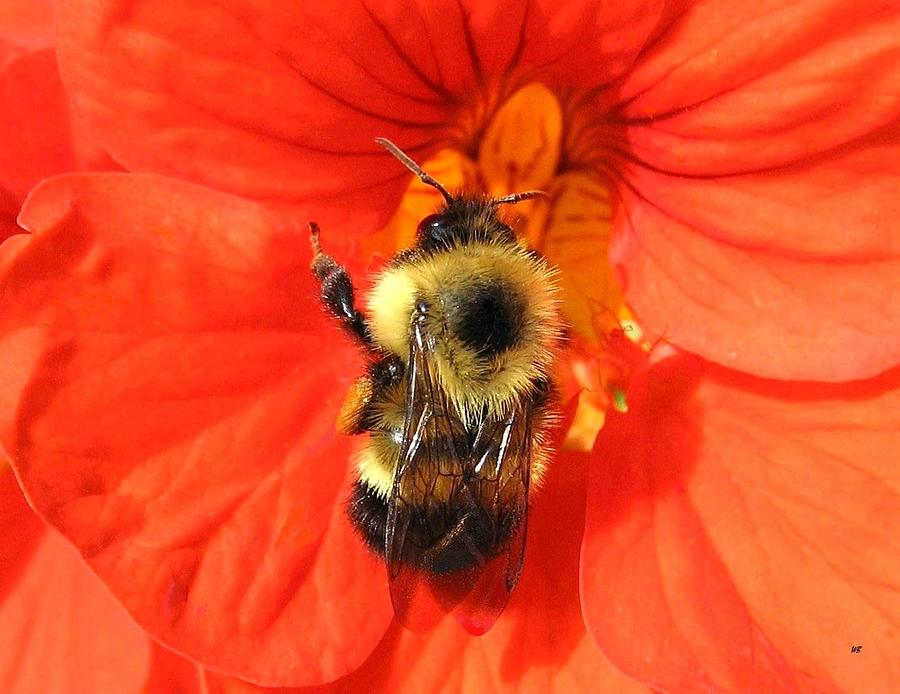 Nature Photograph - Bee And Nasturtium by Will Borden