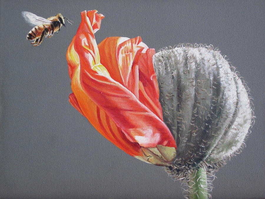 Poppy Painting - Bee and opening poppy by Lillian  Bell