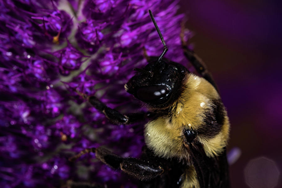 Bee and Purple Flower 2 Photograph by Jay Stockhaus