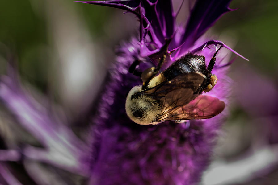 Bee and Purple Flower Photograph by Jay Stockhaus