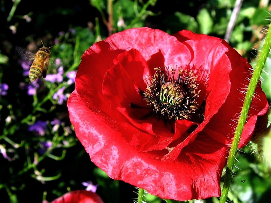Bee And Red Poppy Photograph by Will Borden