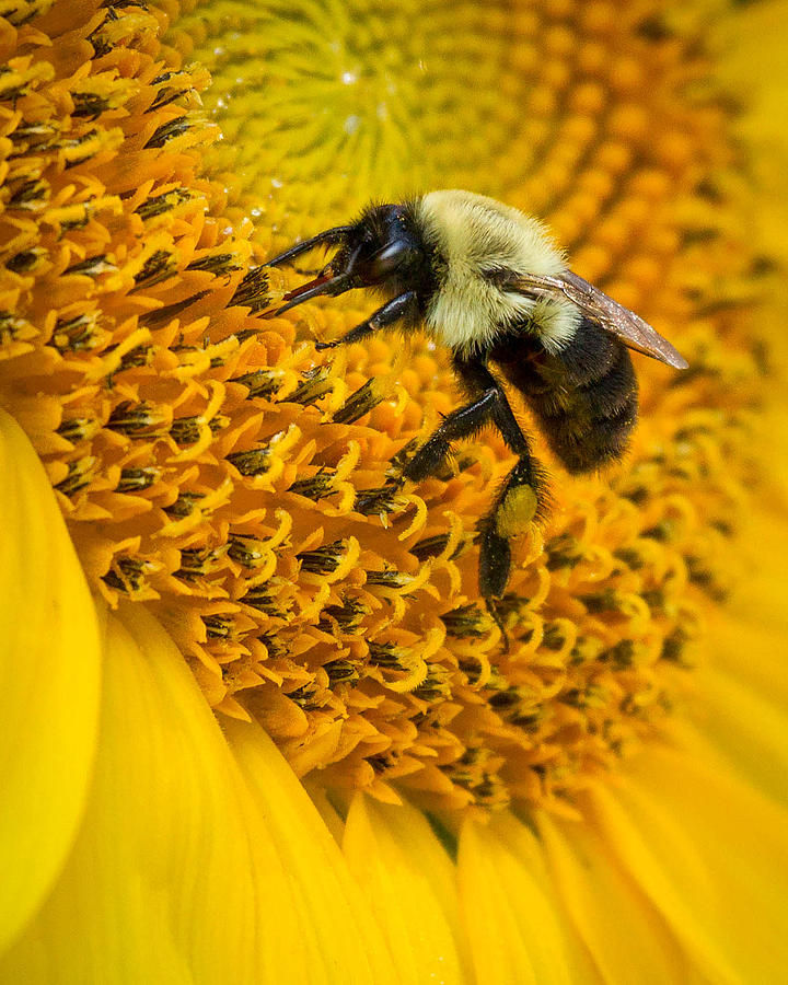Bee and Sunflower Photograph by Brian Caldwell