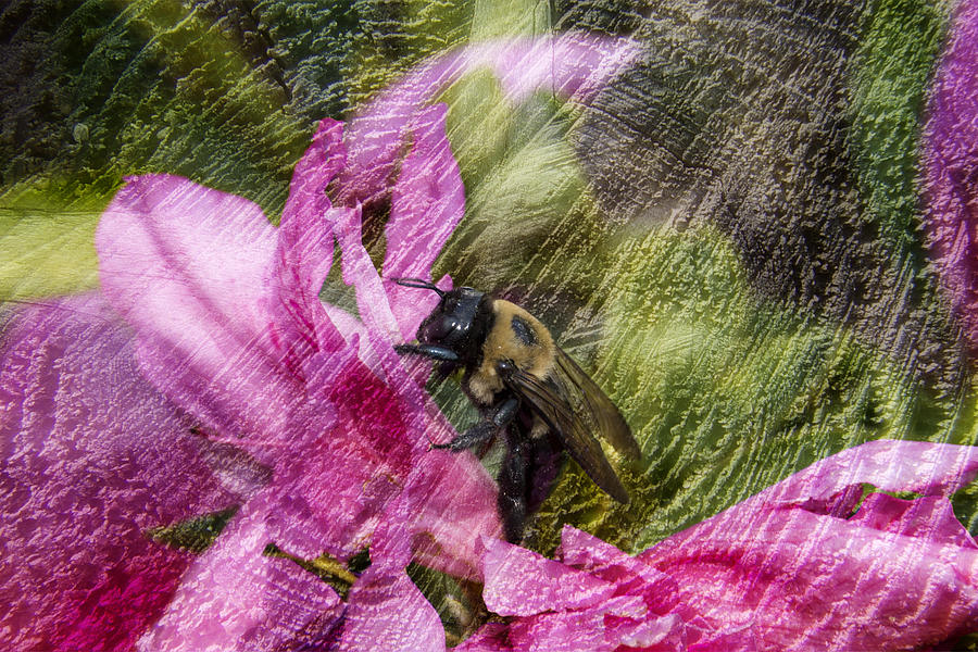 Bee And Texture Photograph by Michael Whitaker