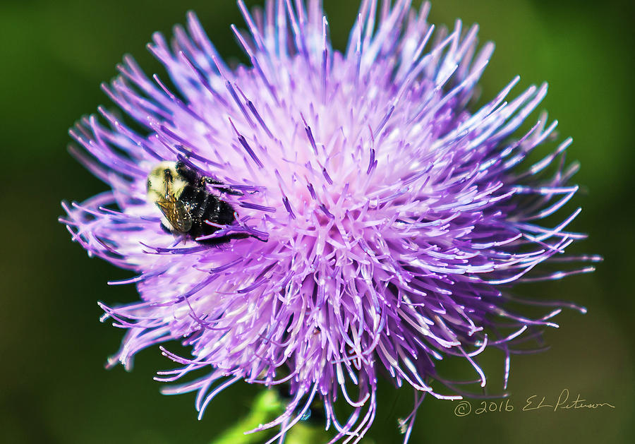 Bee And Thistle Photograph by Ed Peterson