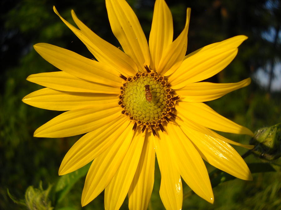 Bee and Yellow Flower Photograph by Kent Lorentzen