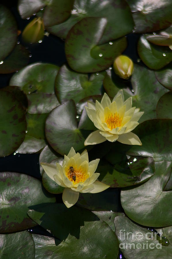 Bee and Yellow Lotus Waterlilies Photograph by Jackie Irwin