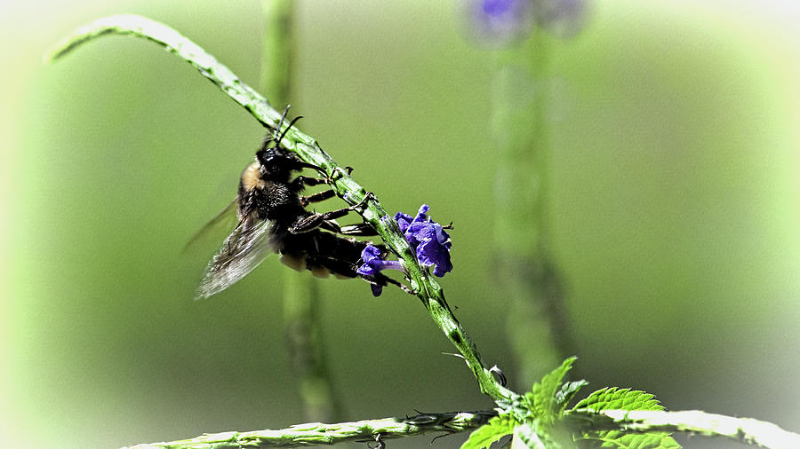 Bee by Andrew Chianese Bee by Andrew Chianese