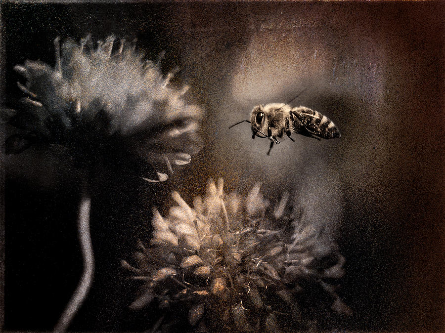 Bee approaching Red Clover Blossom Photograph by Peter V Quenter