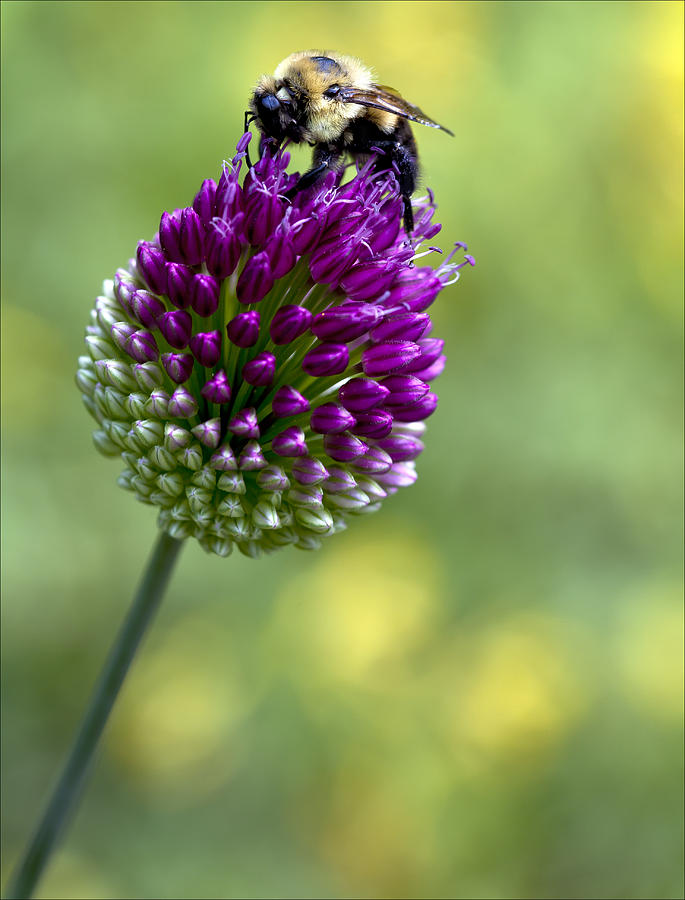 Bee at Work 2 Photograph by Robert Ullmann