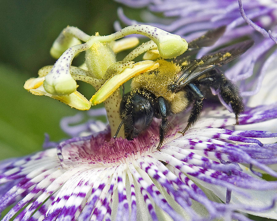 Bee at Work Photograph by Alan Raasch