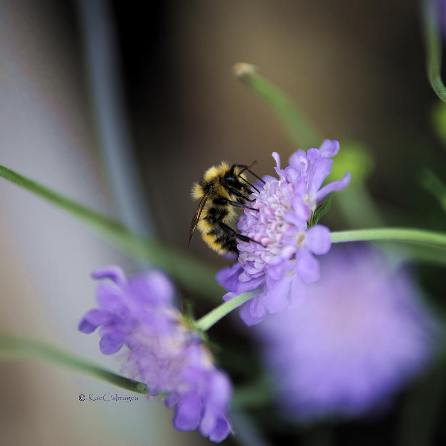 Bee at Work Photograph by Kae Cheatham