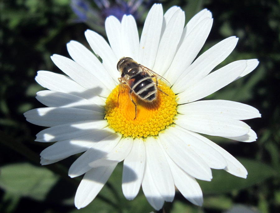 Bee-autiful Photograph By Abby Humphries 