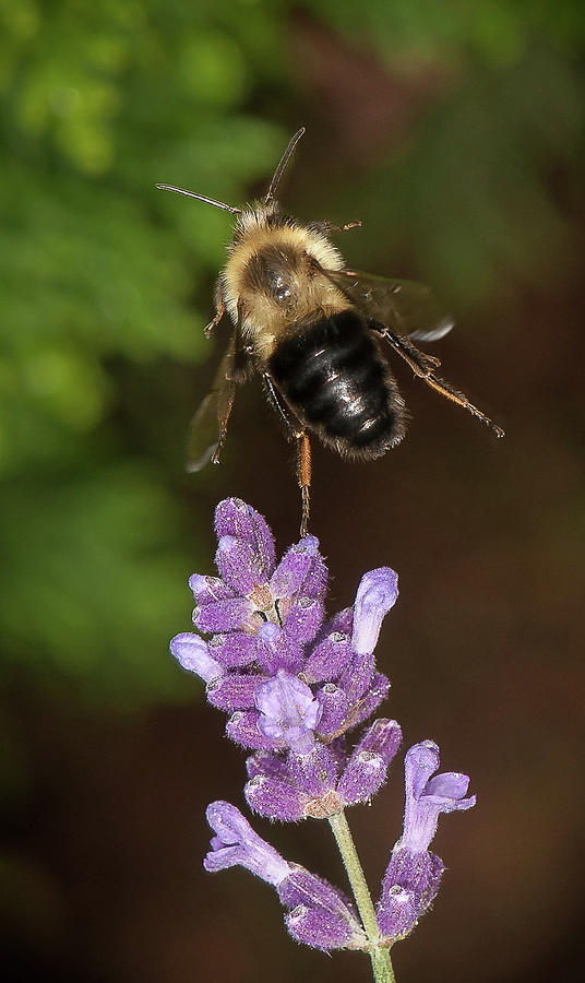 Bee ballet by Len Romanick Bee ballet by Len Romanick
