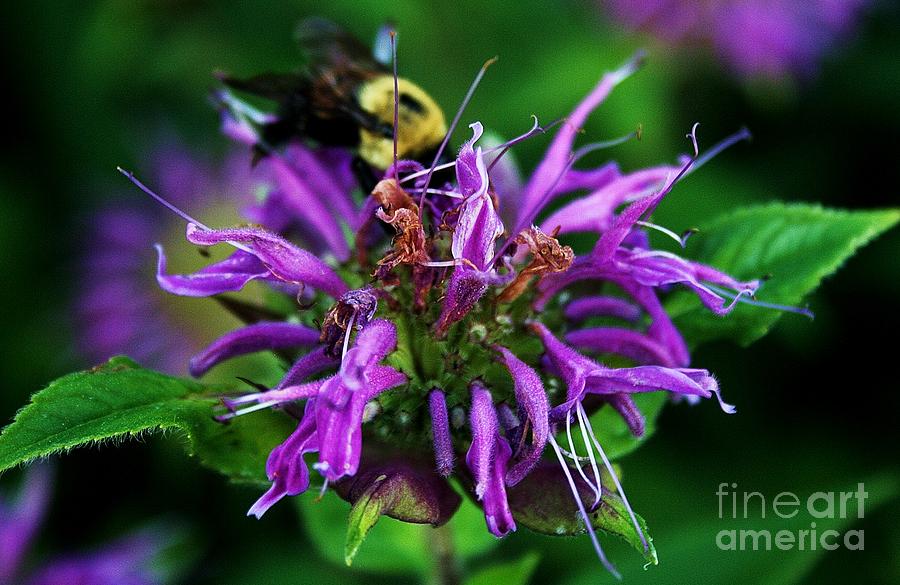 Bee Balm Photograph by Alison Caltrider
