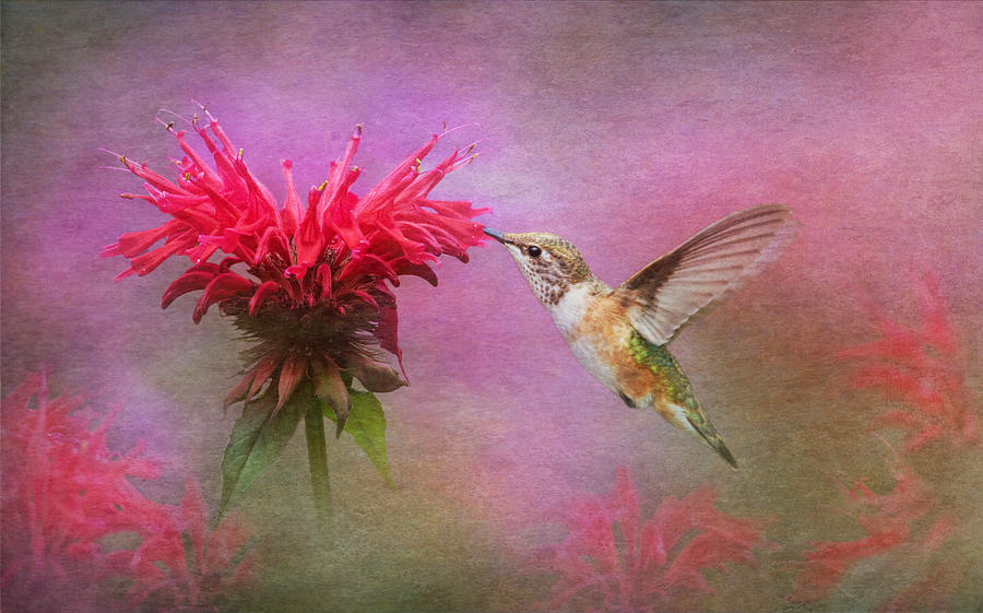 Bee Balm and Hummingbird Photograph by Angie Vogel